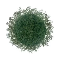 New 🤩 Fern 🎄 Christmas Placemat by Celebrate It™ 🎉