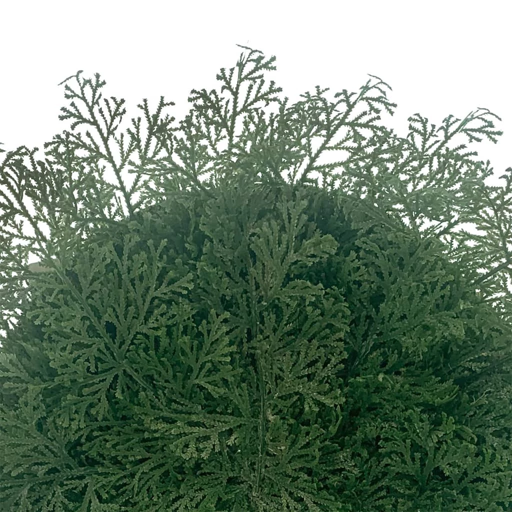 New ๐คฉ Fern ๐ Christmas Placemat by Celebrate It™ ๐ 2 New ๐คฉ Fern ๐ Christmas Placemat by Celebrate It™ ๐ - Image 2